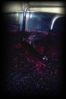 El proceso de elaboración del vino